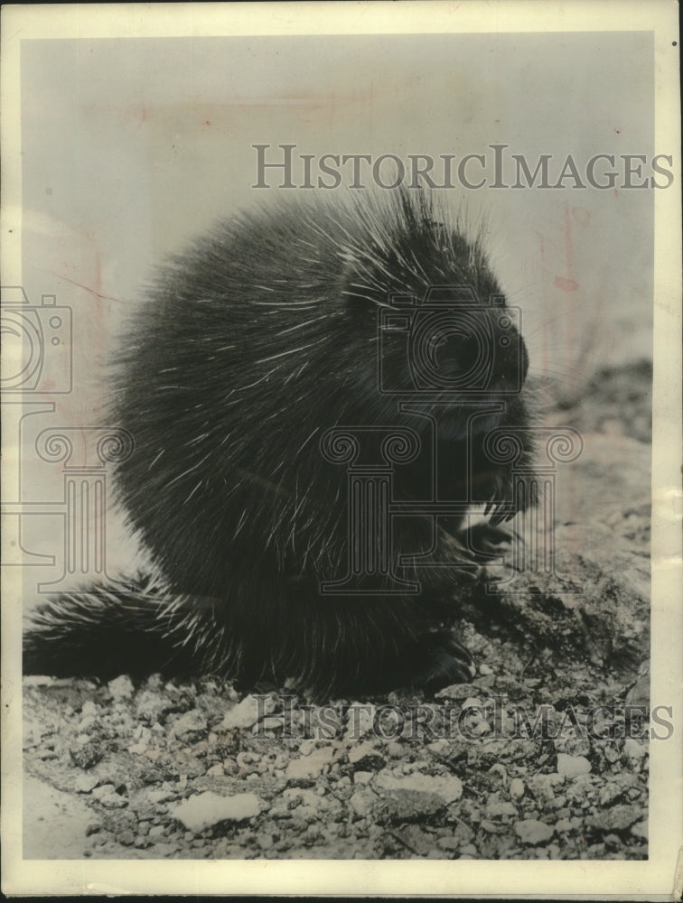 1952 Press Photo A porcupine sits on the road pavement to get warm - mjb95587 - Historic Images