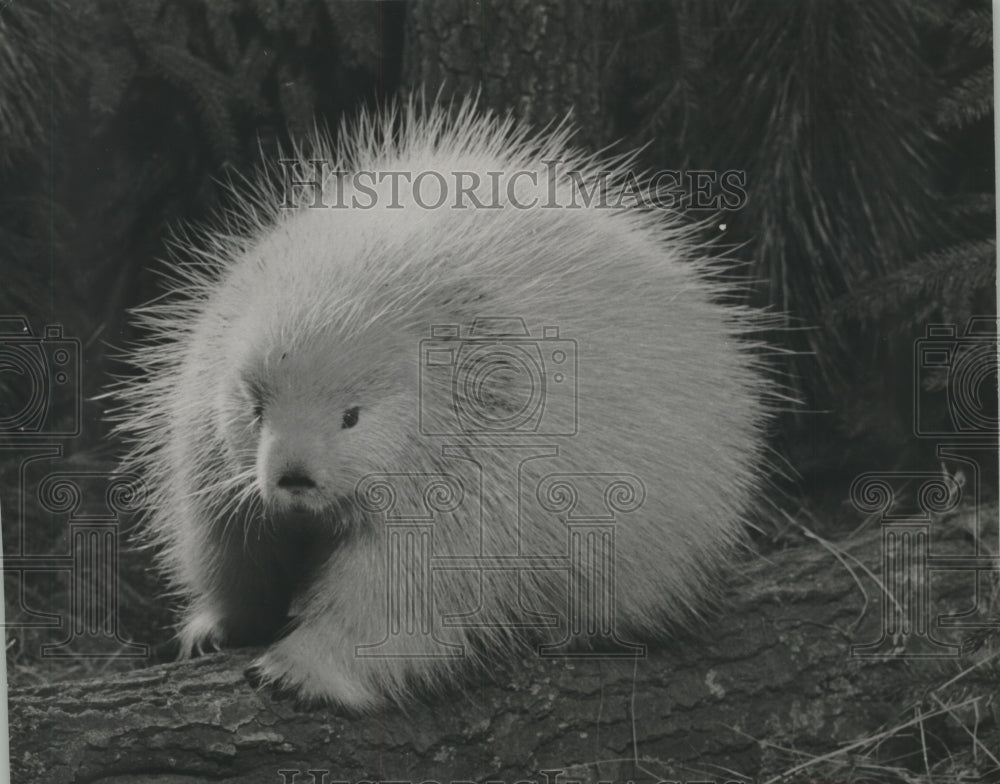Press Photo Porcupine on a log - mjb95703 - Historic Images