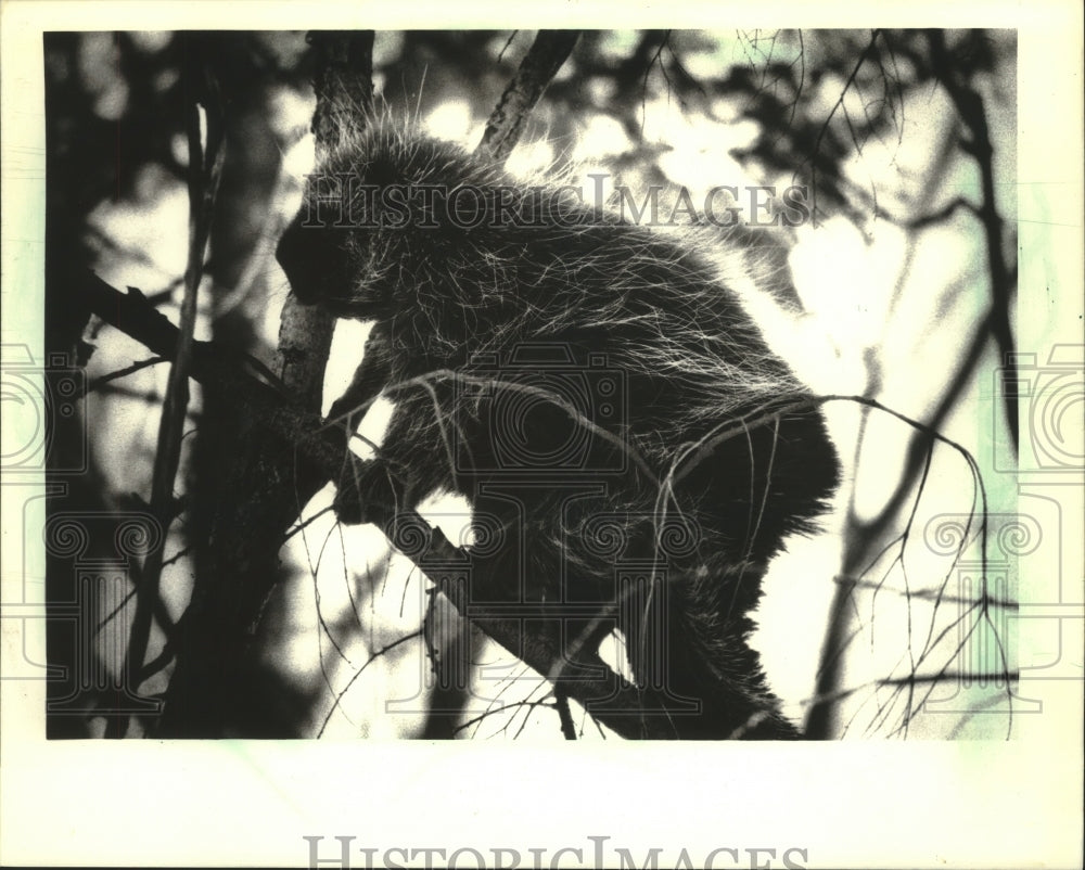 1987 Press Photo Porcupine looks for food in birch tree, Mellen, Ashland County - Historic Images