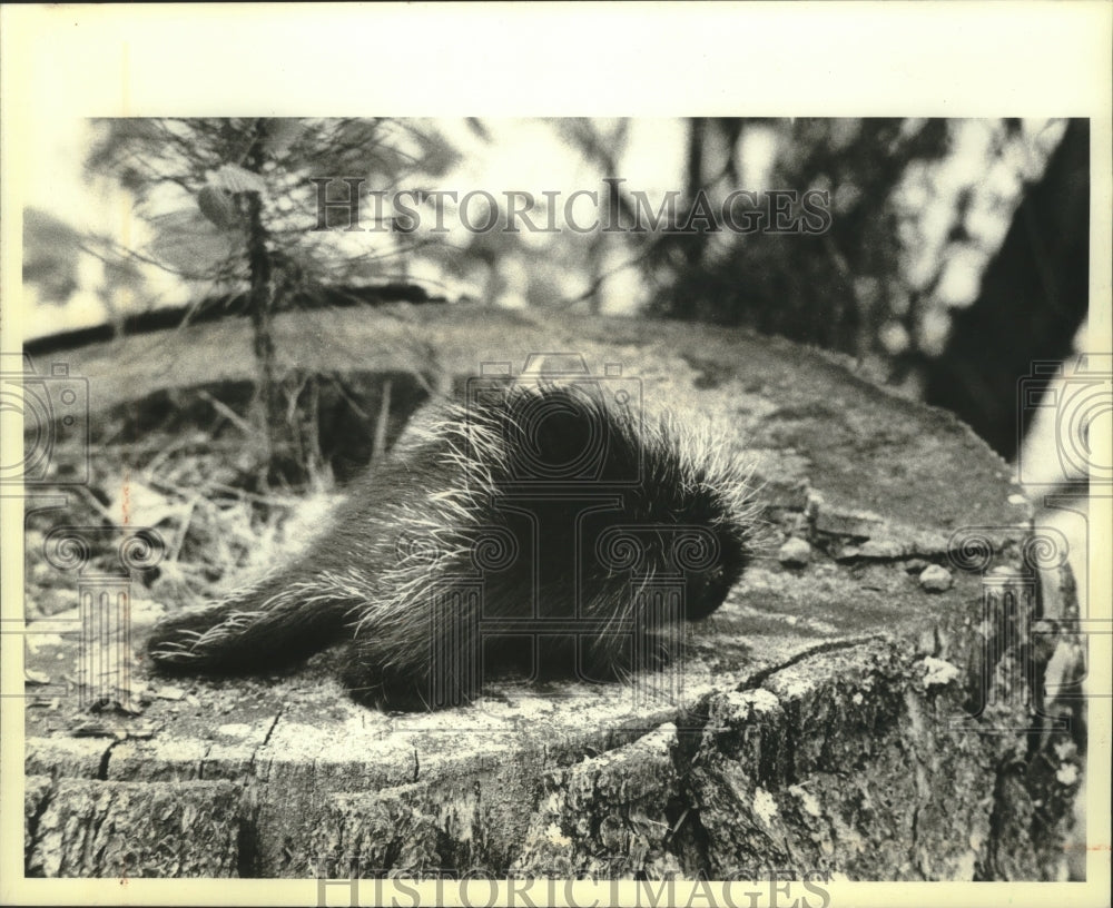 1992 Press Photo baby porcupine tried out its legs near Rhinelander - mjb95706 - Historic Images