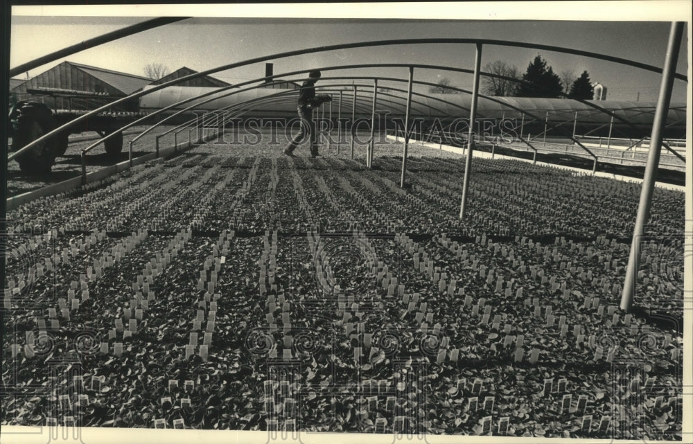 1988 Press Photo Mark Schiesel Carrying Petunias at Prange Greenhouses Inc. - Historic Images