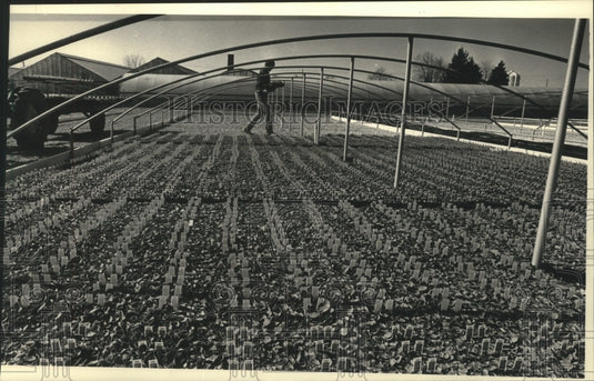 1988 Press Photo Mark Schiesel Carrying Petunias at Prange Greenhouses Inc. - Historic Images