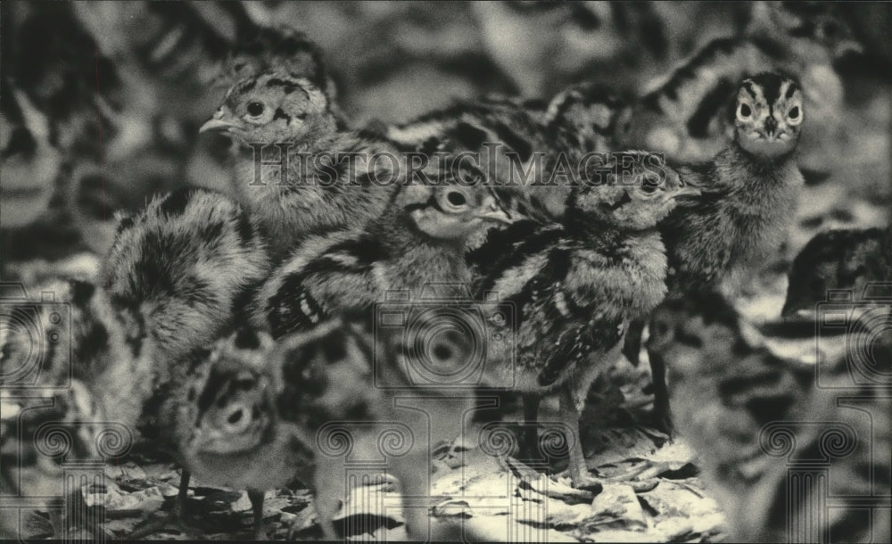 1983 Feathered friends at State Game Farm, pheasants, Poynette. - Historic Images