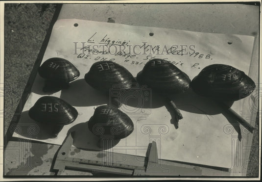 1988 Press Photo Mussels with identification numbers - mjb96537 - Historic Images