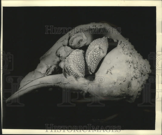 1958 Hermit Crab in large whelk shell covered in barnacles worm hole-Historic Images
