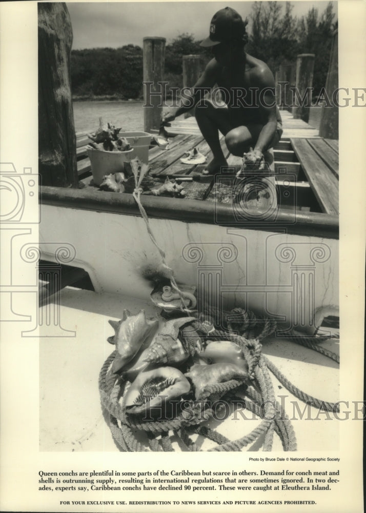 1994 Press Photo A man pulls in a catch of Caribbean conchs, Eleuthera Island. - Historic Images