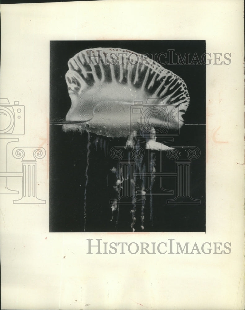1965 A Portuguese man-of-war a sea going jellyfish with tentacles. - Historic Images
