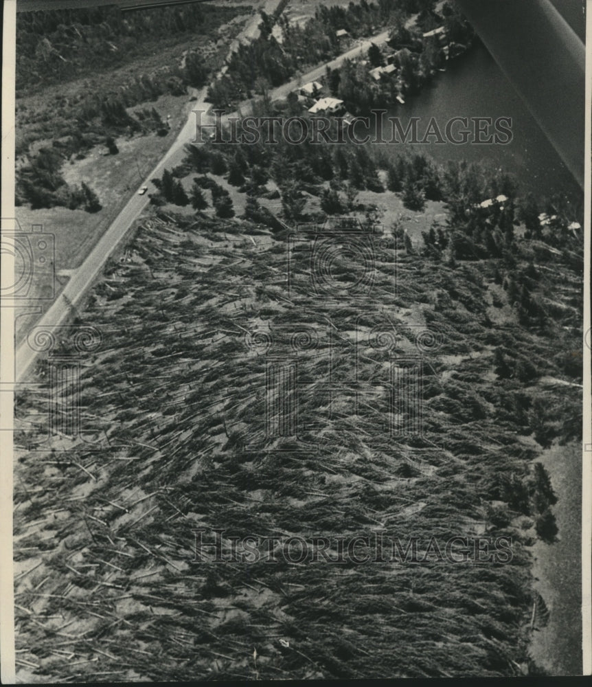 1977 Press Photo Pine trees near Phillips were flattened by storm , Wisconsin - Historic Images