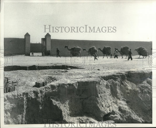 1951 Press Photo Teheran Iran camel caravan carrying loads - mjb98990 - Historic Images