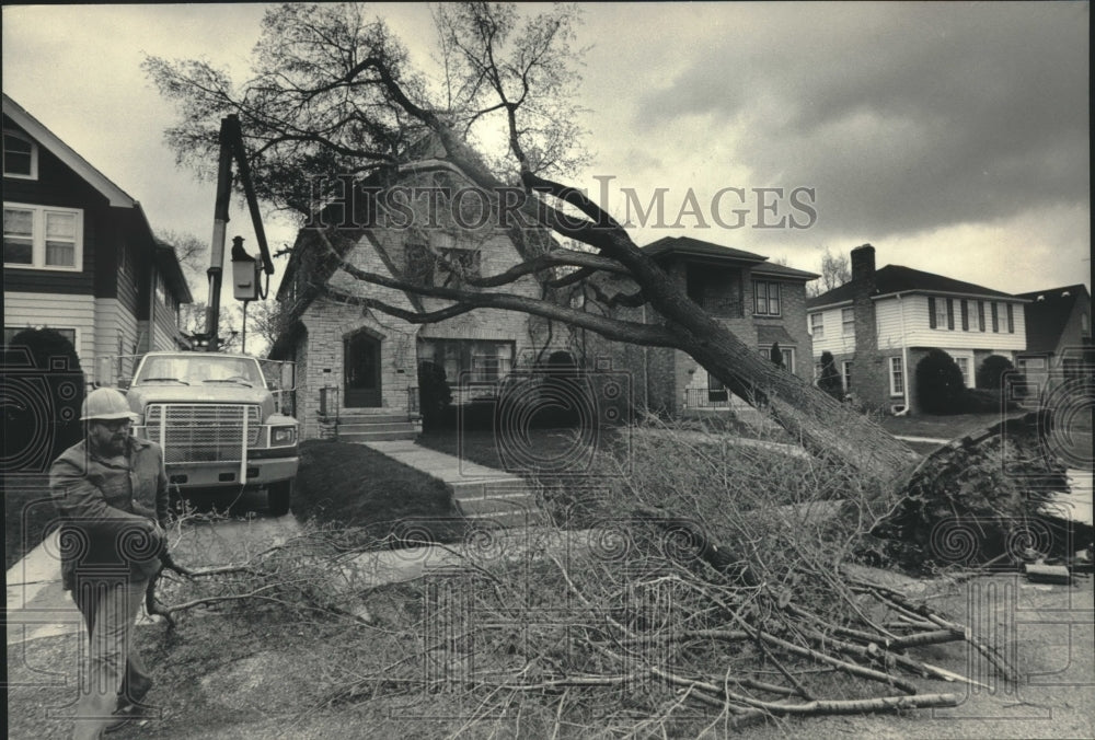 1984 Press Photo Workers cleared a fallen tree due to gusting winds-Milwaukee - Historic Images