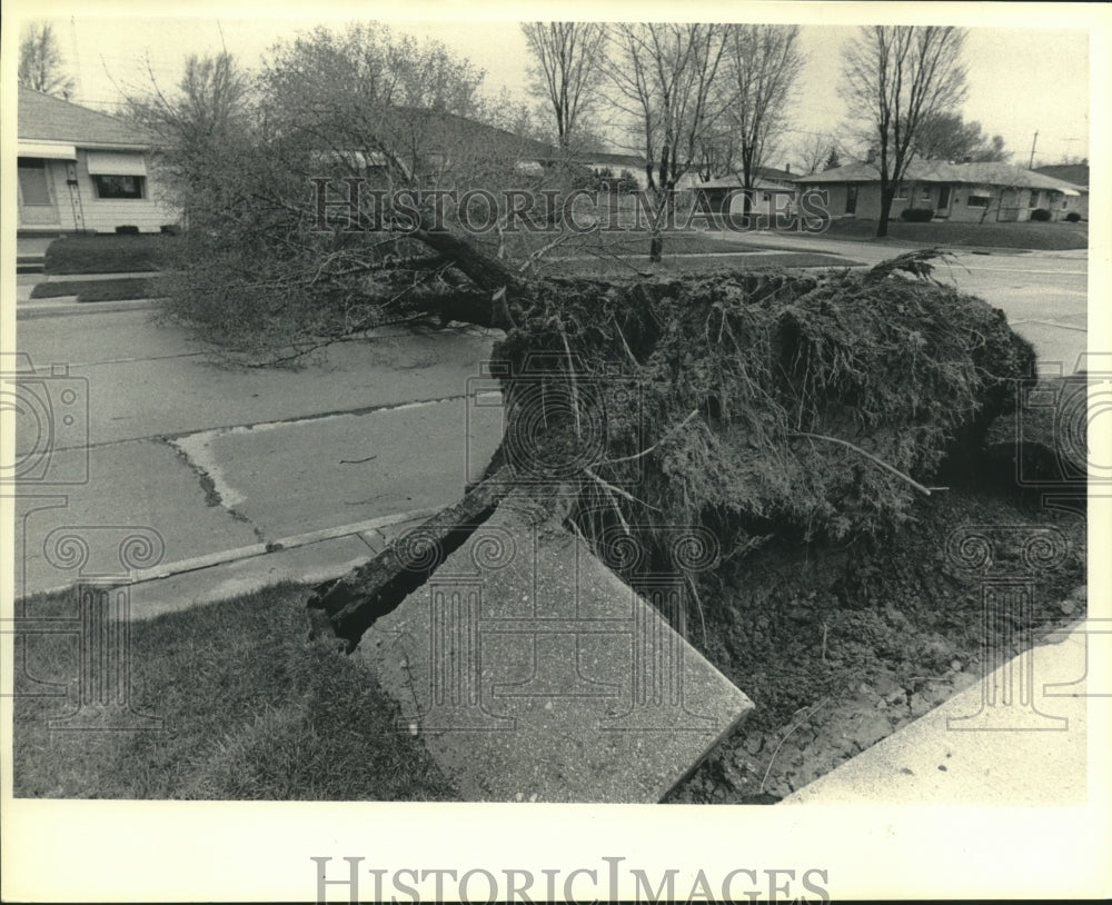 1984 Press Photo Downed tree blocked E. Whittaker Ave, Cudahy-Milwaukee - Historic Images