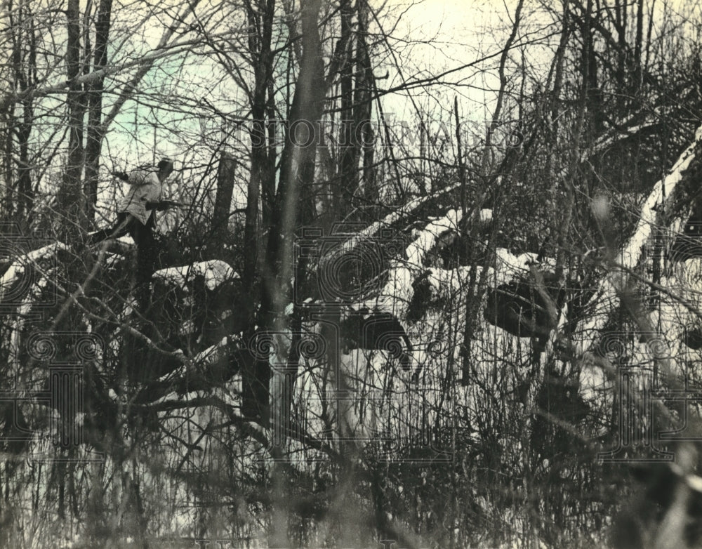 1981 Press Photo Thick brush may make it hard for hunters to spot others safely - Historic Images