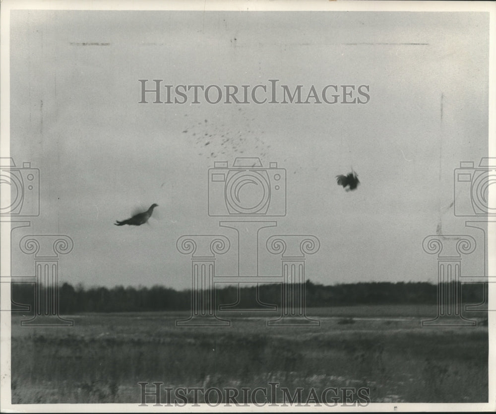 1954 Press Photo Pheasant fly from the field near Crivitz, Wisconsin - mjb99140 - Historic Images