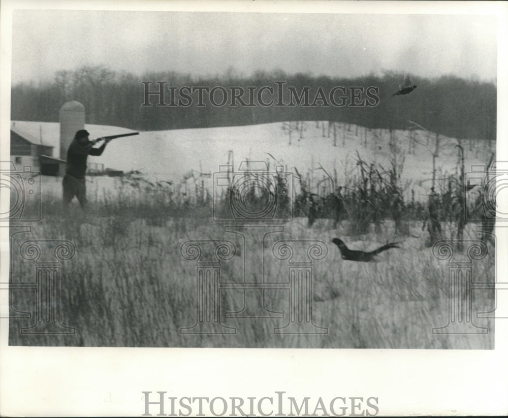 1966 Press Photo Hunter shooting pheasant in state&#39;s &quot;pay as you shoot&quot; preserve - Historic Images