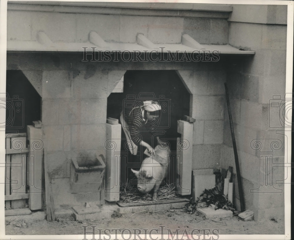 1953 Press Photo Japanese Villagers build stone shelters for domestic animals - Historic Images