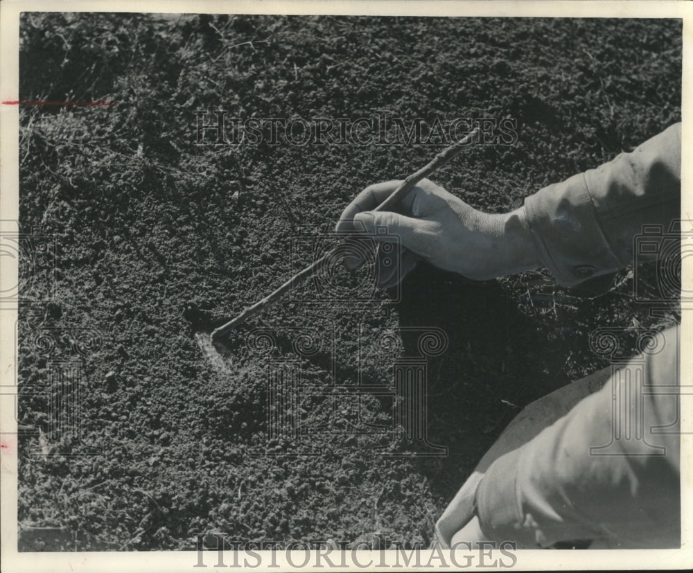 Press Photo Hunting, Trapping-Man setting a trap below the dirt - mjb99266 - Historic Images