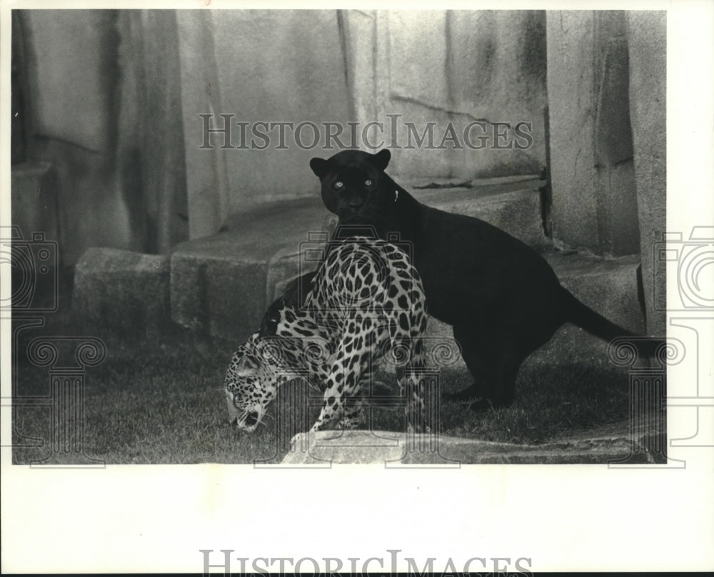 Press Photo Large cats at the Milwaukee County Zoo - mjb99318 - Historic Images