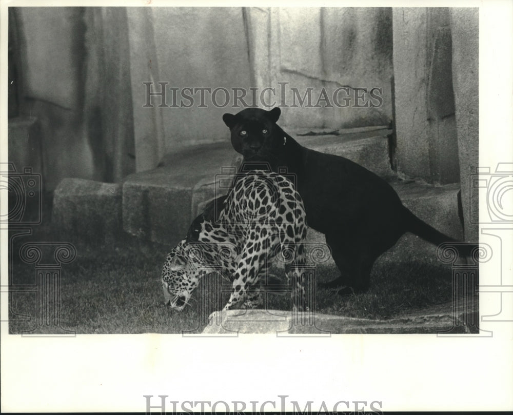 Press Photo Large cats at the Milwaukee County Zoo mjb99318