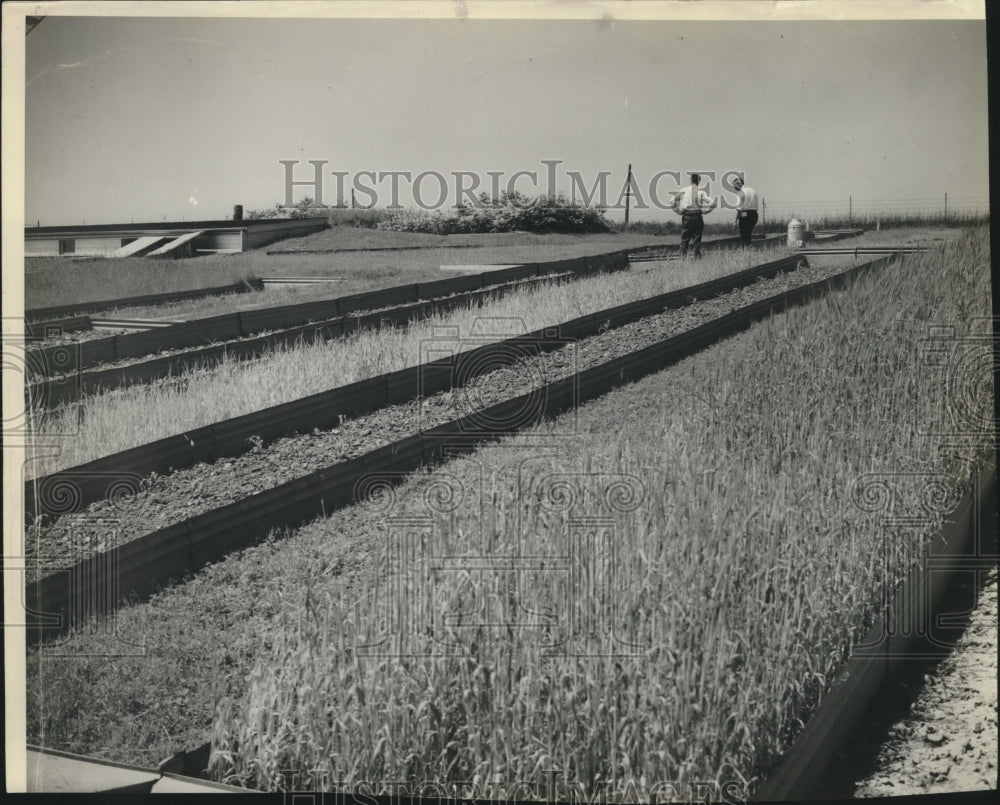 1938 Press Photo Soil conservation-separators between grass areas to slow water-Historic Images
