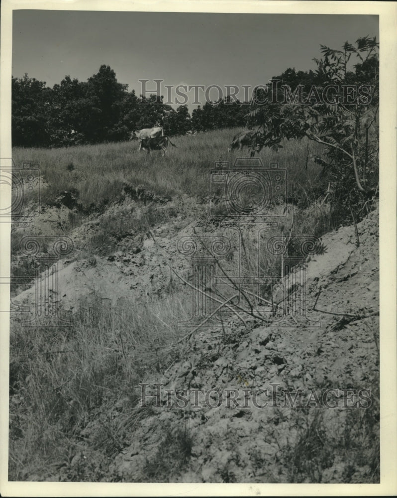 1938, Soil Conversation - mjc00139 - Historic Images