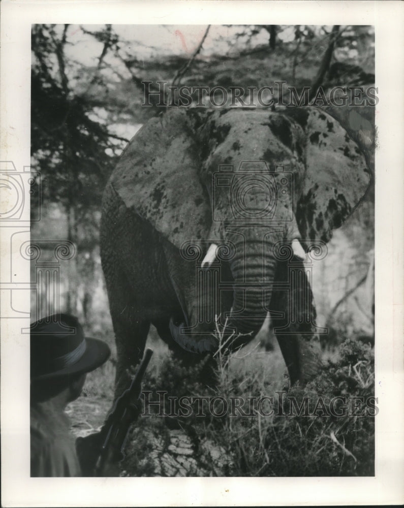 1956 Press Photo Bull elephant before he charges and was shot by Eddie Kupierski - Historic Images