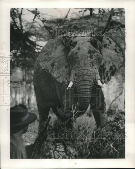 1956 Press Photo Bull elephant before he charges and was shot by Eddie Kupierski - Historic Images