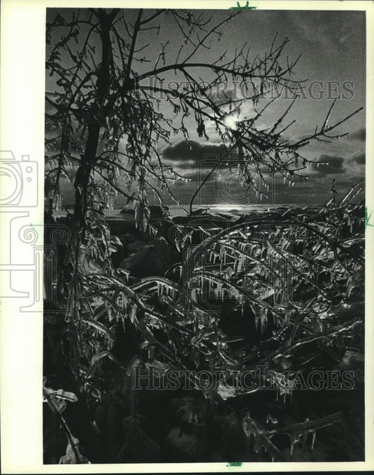 1983 Icy Dawn: Morning's light finds ice covered branches in Racine.-Historic Images