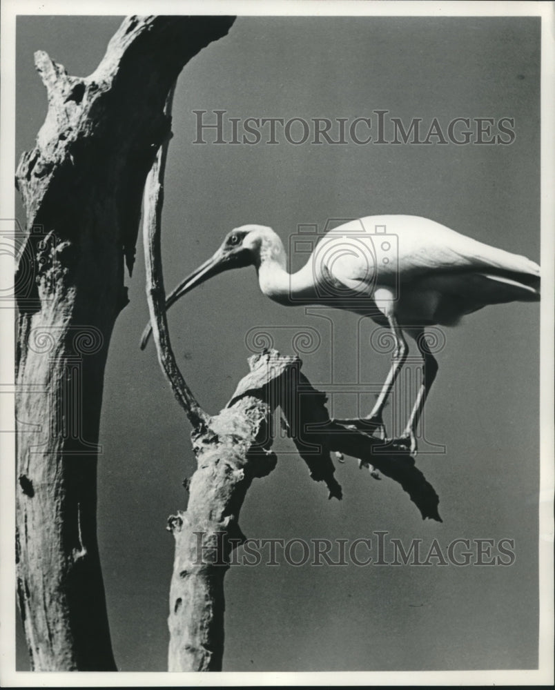 1952 Press Photo White Ibis - mjc00377 - Historic Images