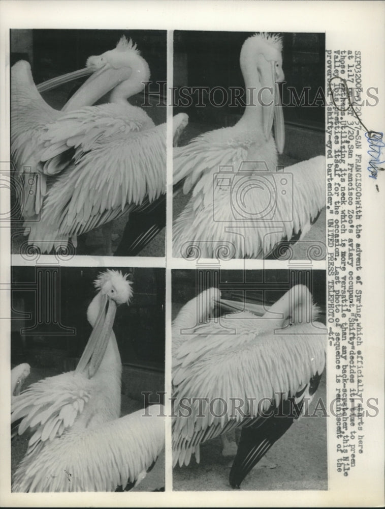 1957 Press Photo Nile Valley Ibis, &quot;Shifty&quot;, is preening, at San Francisco Zoo. - Historic Images