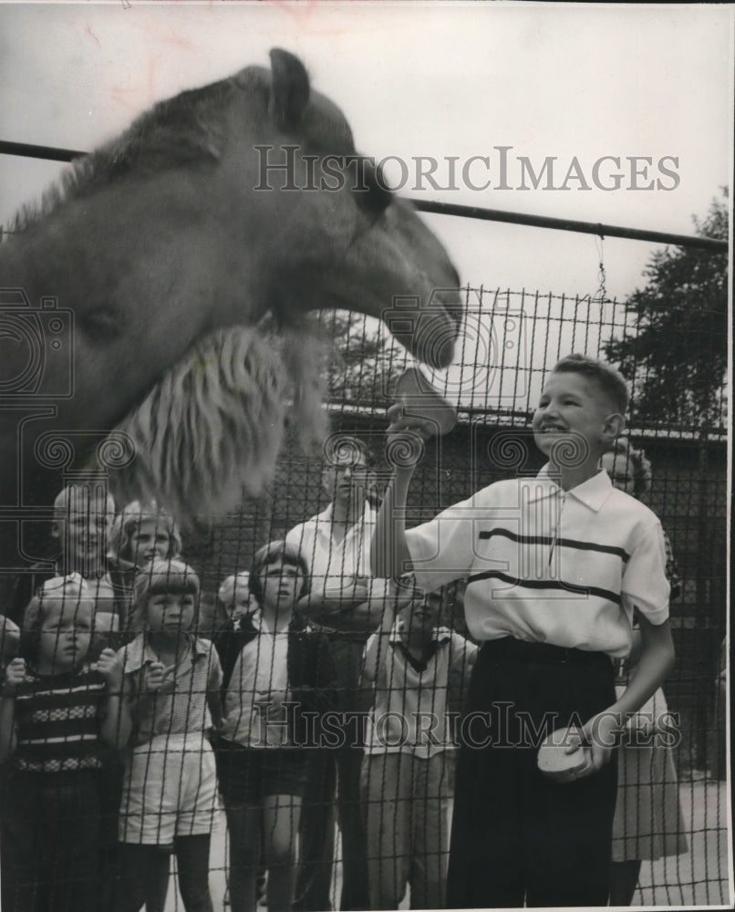 1955, George Speidel Jr., feeding the zoo&#39;s camel - mjc00538 - Historic Images