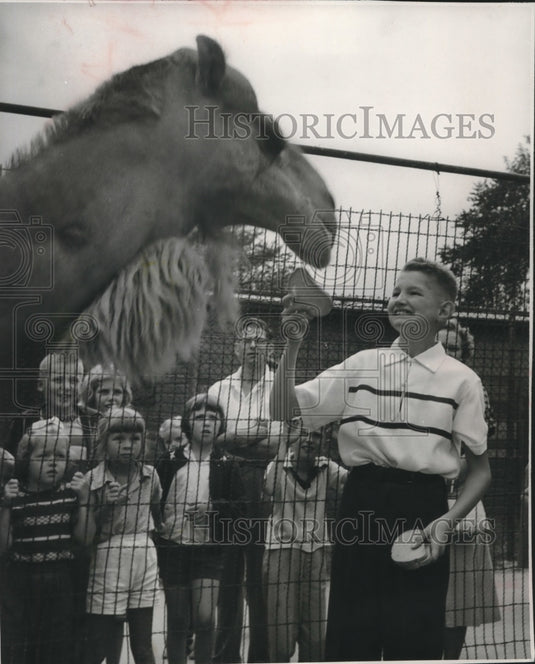 1955, George Speidel Jr., feeding the zoo's camel - mjc00538 - Historic Images