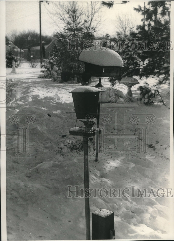 Press Photo The tree sparrow at Mrs. Rudolph Mayer&#39;s feeder. - mjc00776 - Historic Images
