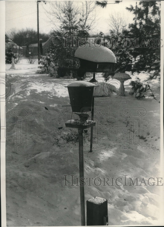 Press Photo The tree sparrow at Mrs. Rudolph Mayer's feeder. - mjc00776 - Historic Images