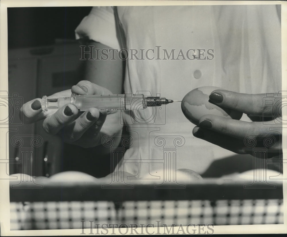 1957 Press Photo Egg inoculated to test for Asiatic influenza - mjc00846 - Historic Images