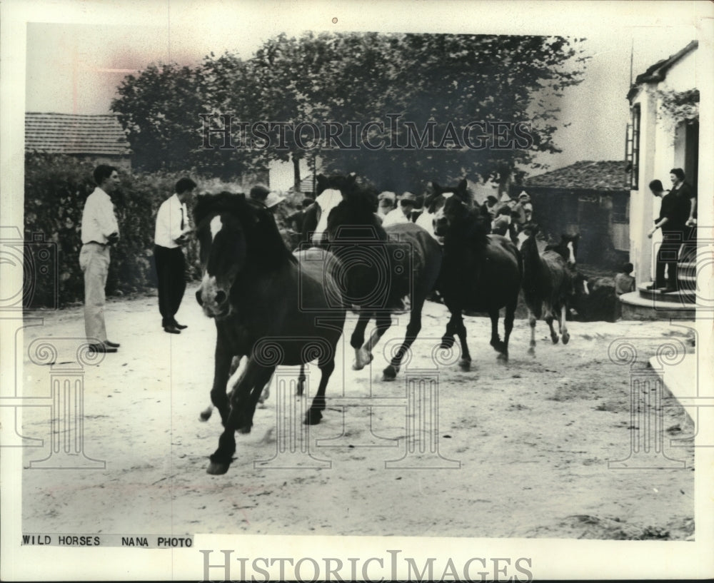 1967, Church parishioners set horses free in annual tradition. - Historic Images