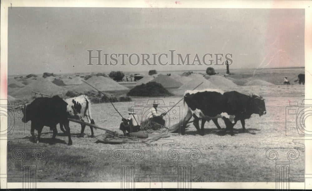 1961 Press Photo Spanish threshers - mjc01088-Historic Images
