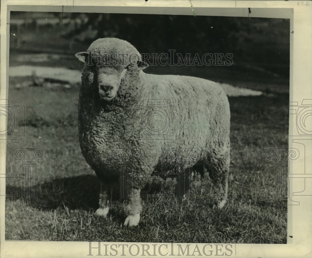 1946, Sheep at Kenosha, Wisconsin - mjc01461 - Historic Images