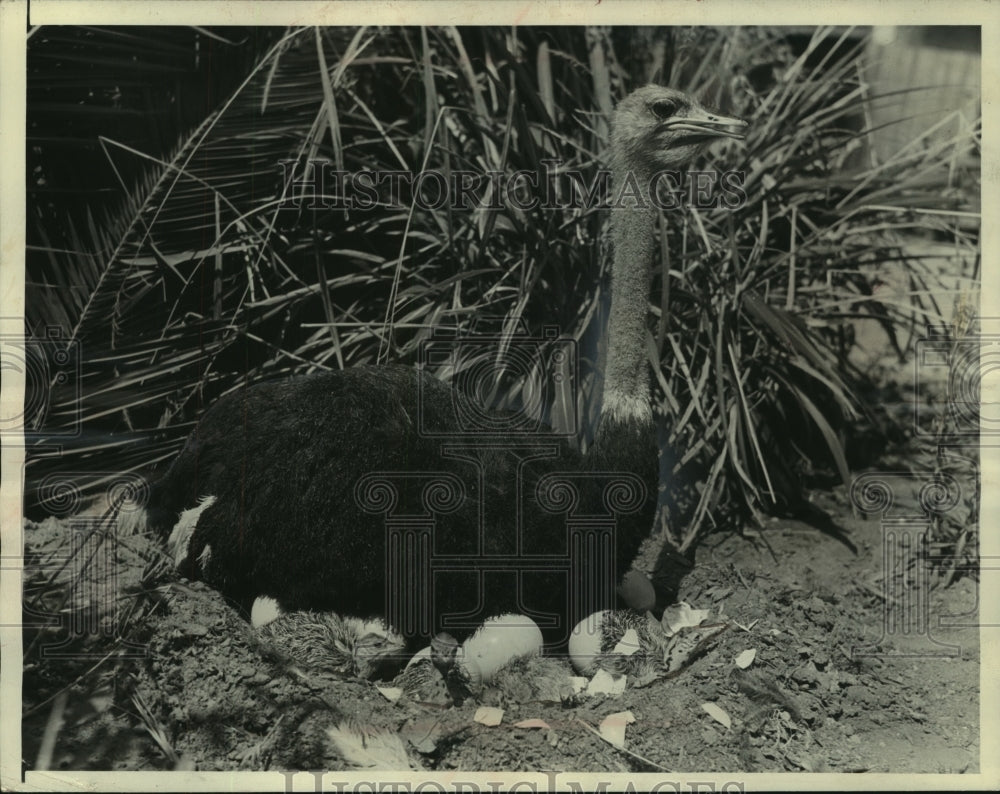 1934, Baby ostriches hatch in nest-Los Angeles Ostrich Farm - Historic Images