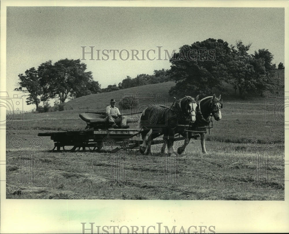 1983, Conrad Shoppa in sled pulled by his Belgian horses, Arcadia - Historic Images