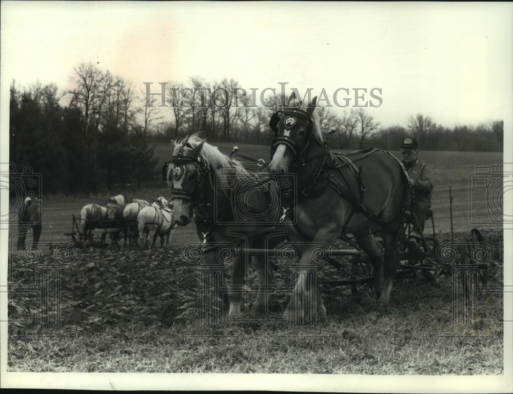 1990 Horses pull tractor, Draft Horse &amp; Mule Association, Field Day - Historic Images