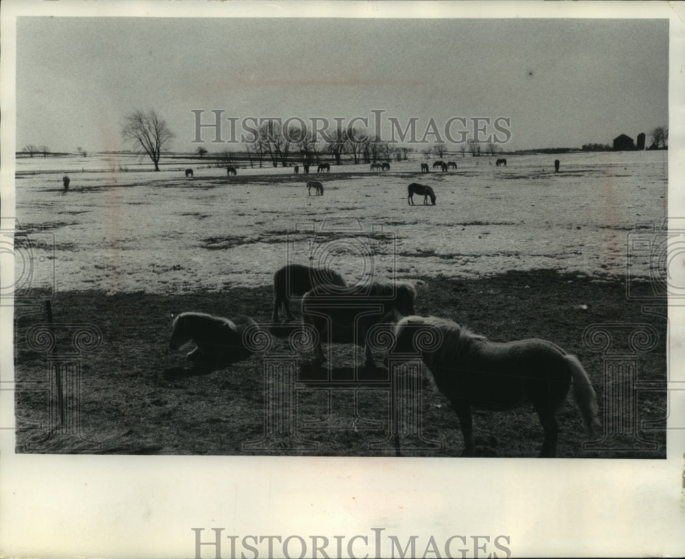 1969 Press Photo After a winter not much grass was left for ponies near Marshall - Historic Images