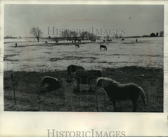 1969 Press Photo After a winter not much grass was left for ponies near Marshall - Historic Images