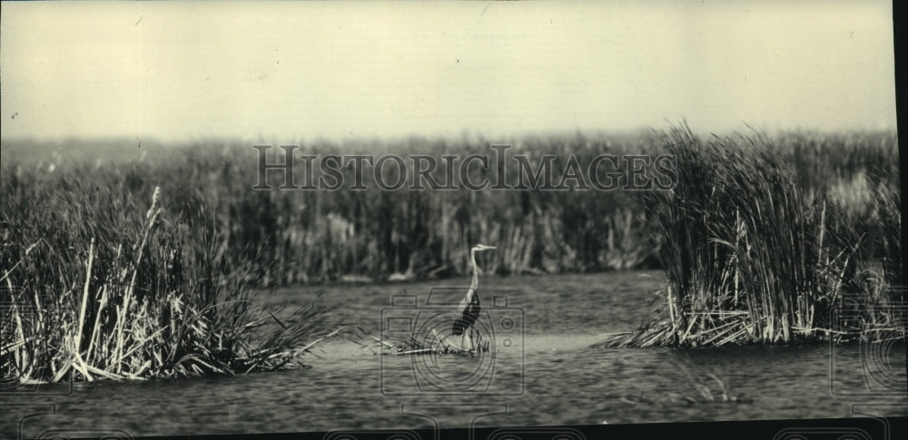 1986, The Great Blue Heron calls Horicon Marsh home - mjc01803 - Historic Images