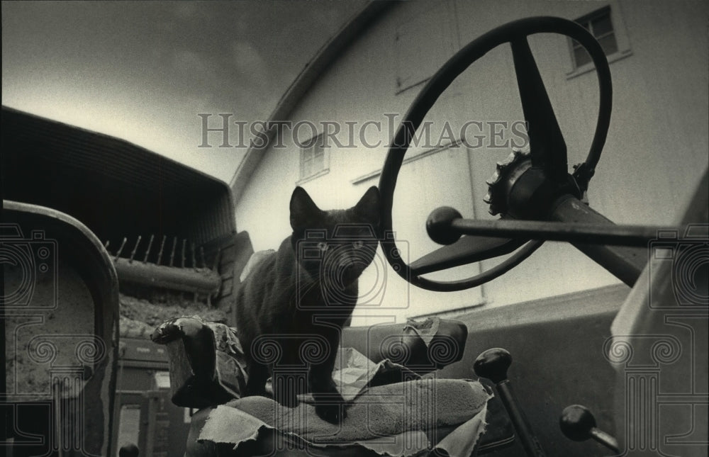 1992 Cat peering from the seat of a tractor in the Town of Paris - Historic Images