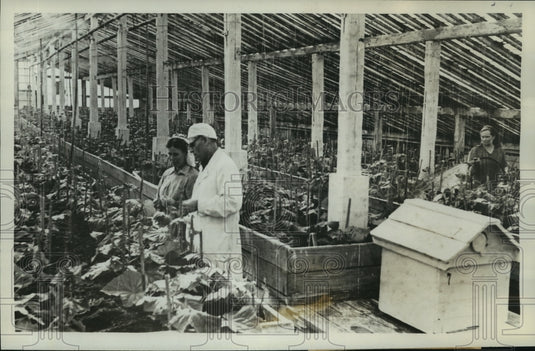 1958 Press Photo Vorkuta, north of the Arctic Circle, food is grown in hothouses-Historic Images