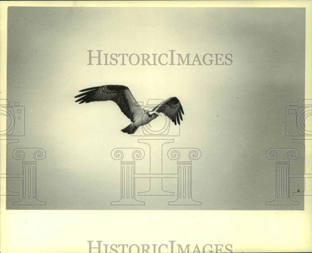 1979, Osprey in flight, Wisconsin - mjc02169 - Historic Images