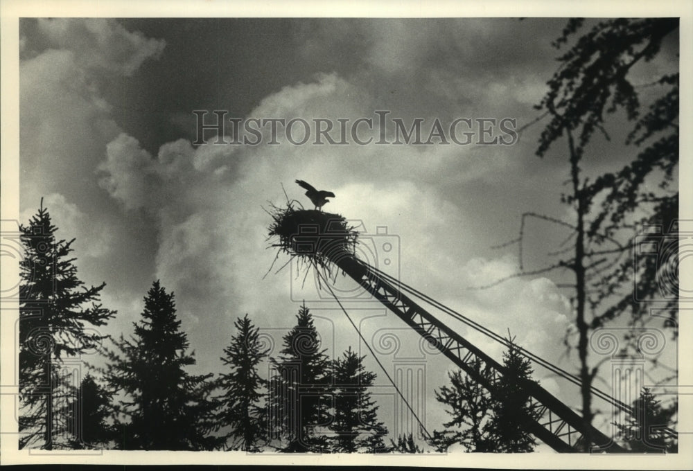 1990 Press Photo Nest building Osprey in Cranberry marsh wetlands, Wisconsin - Historic Images