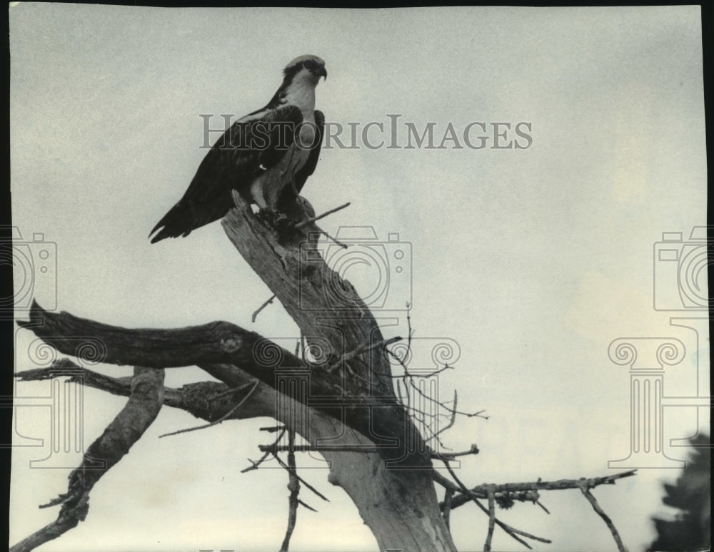 1977, Osprey perched in Everglades National Park, Florida. - Historic Images