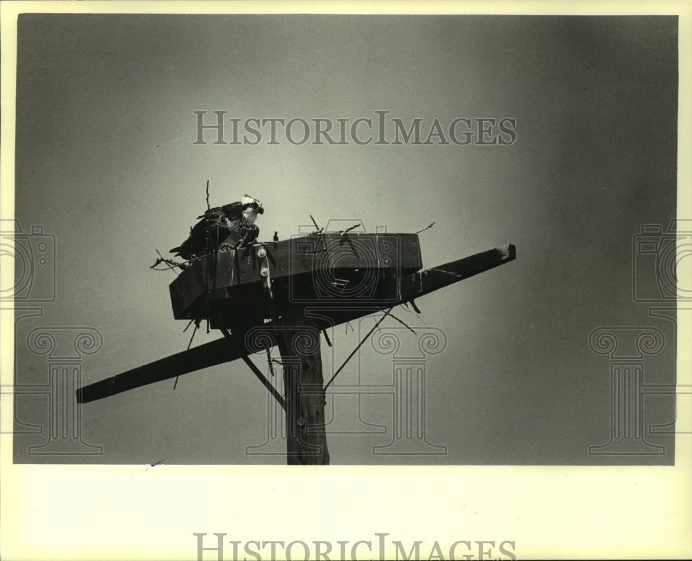 1979 Press Photo Ospreys in nest - mjc02174 - Historic Images