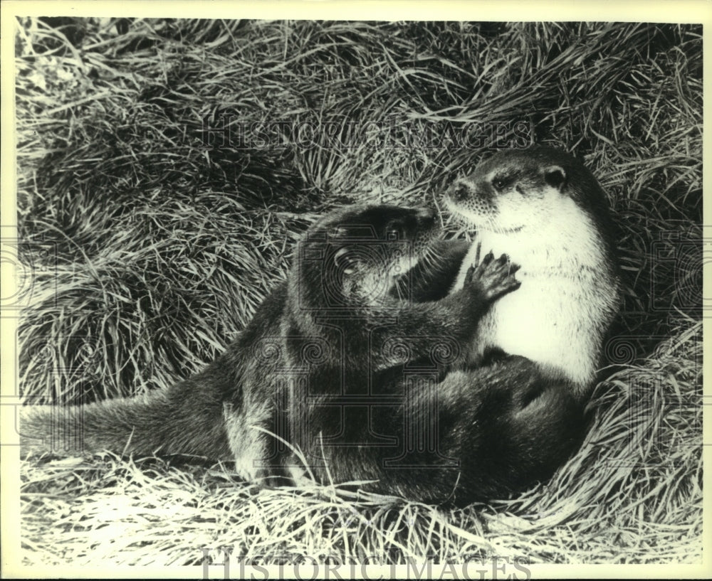 1978, European otter and her cub at the Otter Trust in England - Historic Images